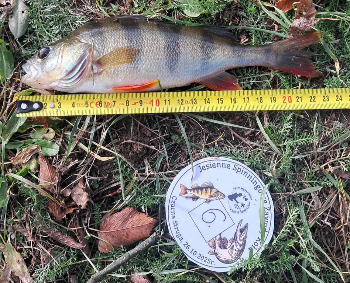 Mostostal po kolejnych zawodach