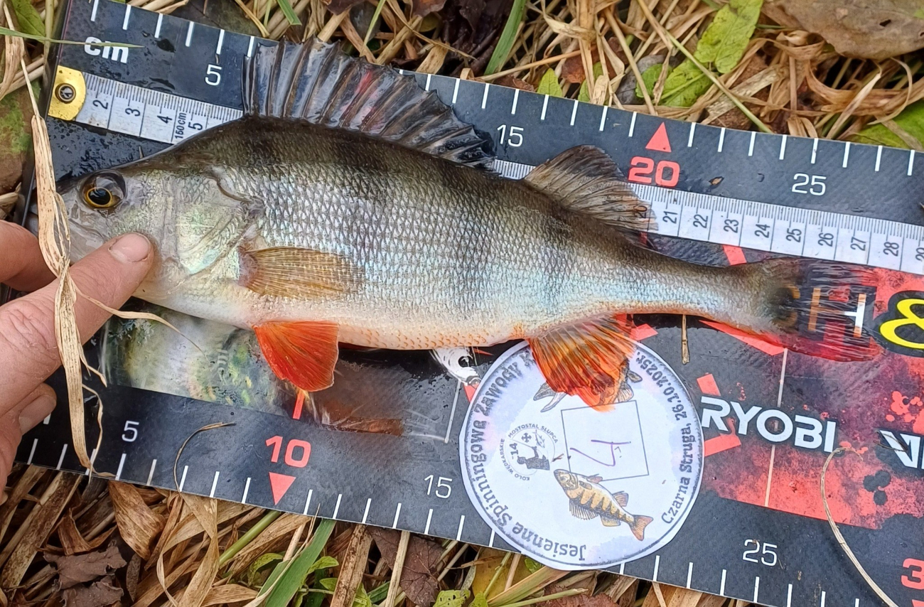 Mostostal po kolejnych zawodach