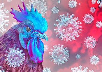 Ptasia grypa w Powiecie Słupeckim?