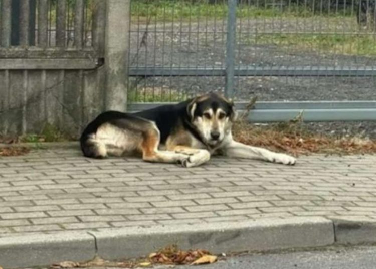 W nocy uciekł. Odnaleziony 100 kilometrów dalej