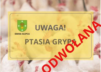 Koniec ptasiej grypy w gminie Słupca