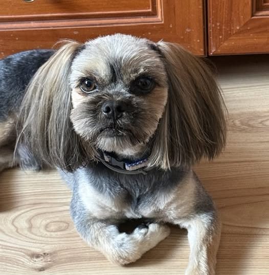 Ciążeńska parafia poszukuje pieska