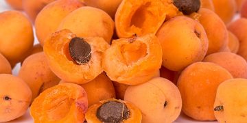 Morele na polski klimat – które odmiany owocują najpewniej?