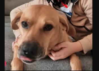 Zaginął Kapsel. 1000 zł nagrody za wskazanie miejsca pobytu