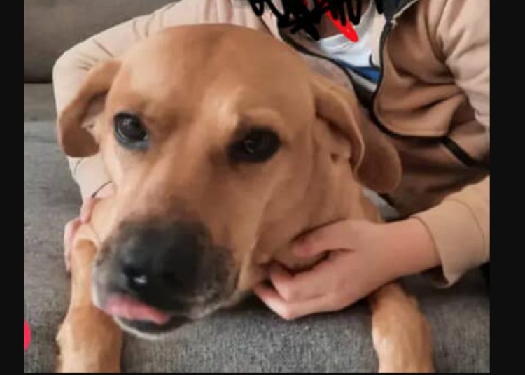 Zaginął Kapsel. 1000 zł nagrody za wskazanie miejsca pobytu