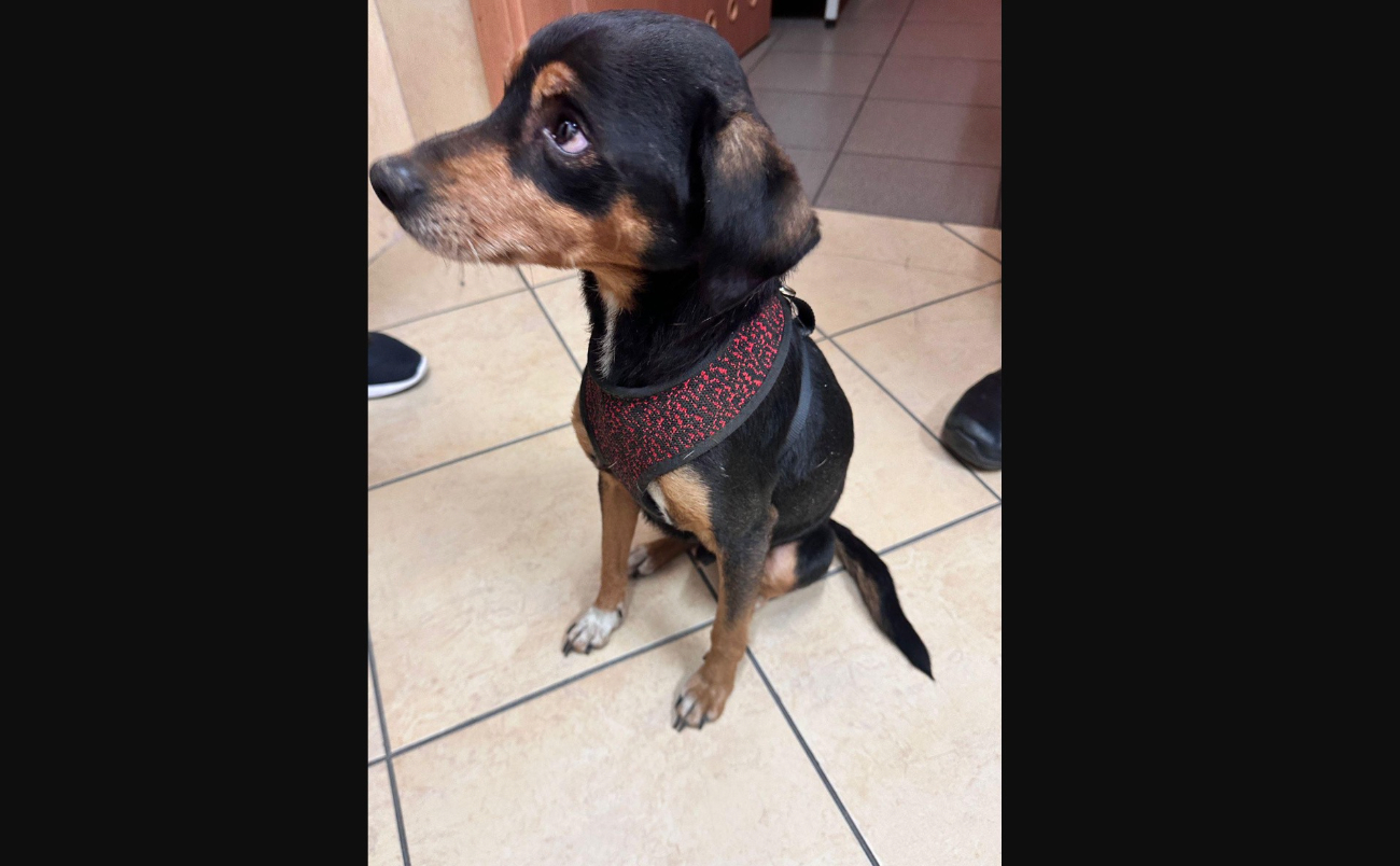 Pojechali na interwencję, wrócili z psem. Teraz szukają właściciela