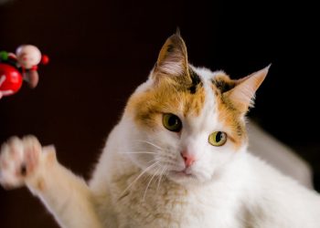 Jak zapewnić kotu rozrywkę i jednocześnie ochronić meble w mieszkaniu?