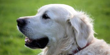 Radna apeluje: „Uwiązać te psy!”