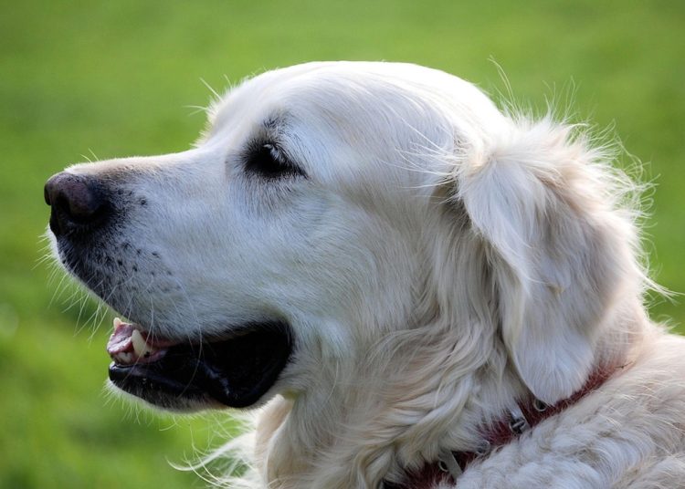 Radna apeluje: „Uwiązać te psy!”