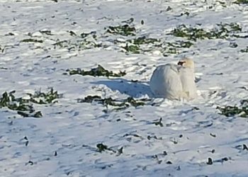 Poruszył ją los łabędzia. Trafił do ośrodka