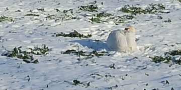 Poruszył ją los łabędzia. Trafił do ośrodka