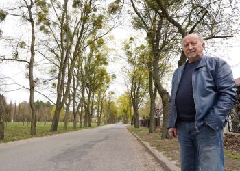 Jemioła niszczy słupeckie drzewa