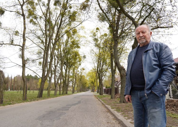 Jemioła niszczy słupeckie drzewa