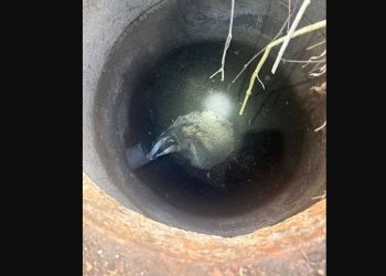 Ratowali borsuka. Był uwięziony w studni