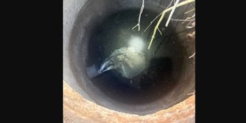 Ratowali borsuka. Był uwięziony w studni