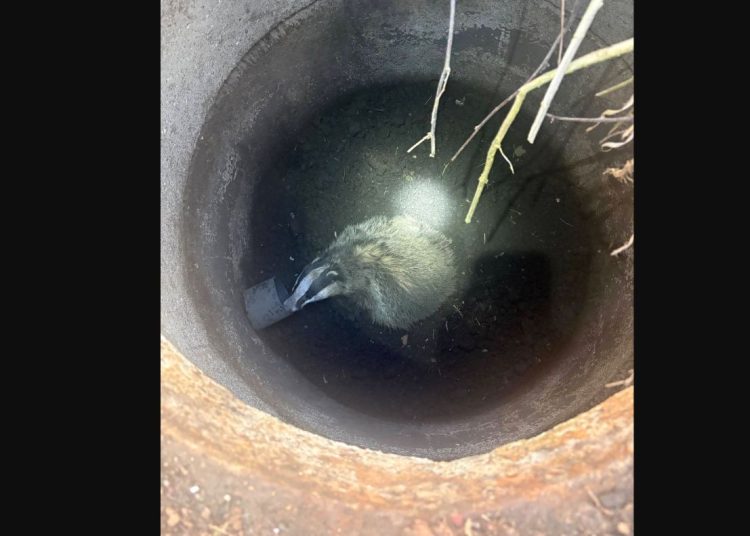 Ratowali borsuka. Był uwięziony w studni