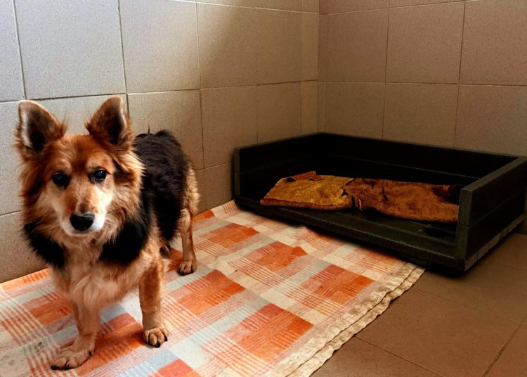 8 ton ubrań z Konina zamieniło się w pomoc dla zwierząt. Zobacz efekty akcji Ferio.