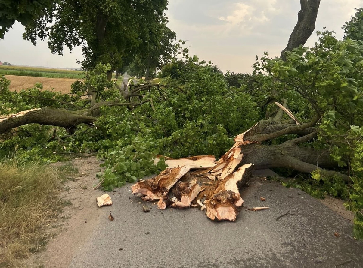 Wichura powaliła drzewo. Strażacy ruszyli do akcji